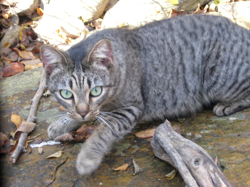 Gray Tabby Cat — Alert, Afternoon