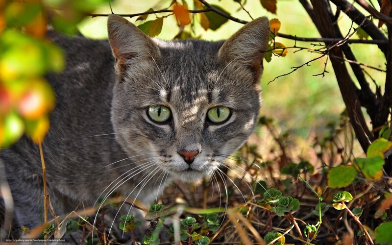Gray Tabby Cat — Alert, Autumn, Photograph