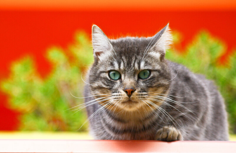 Gray Tabby Cat — Alert, Photograph, Green Eyes