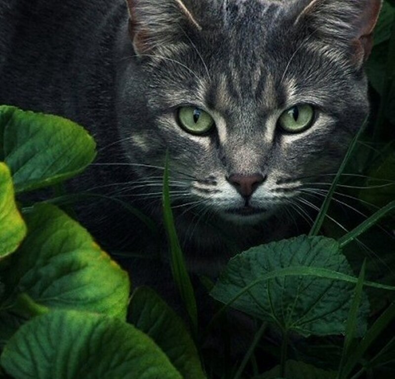 Gray Tabby Cat — Alert, Photograph, Green Leaves