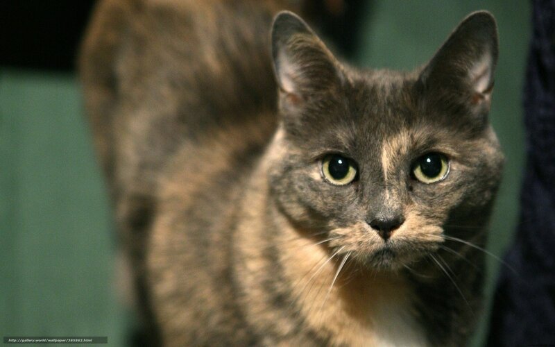 Gray Tabby Cat — Alert, Photograph, Green Wall