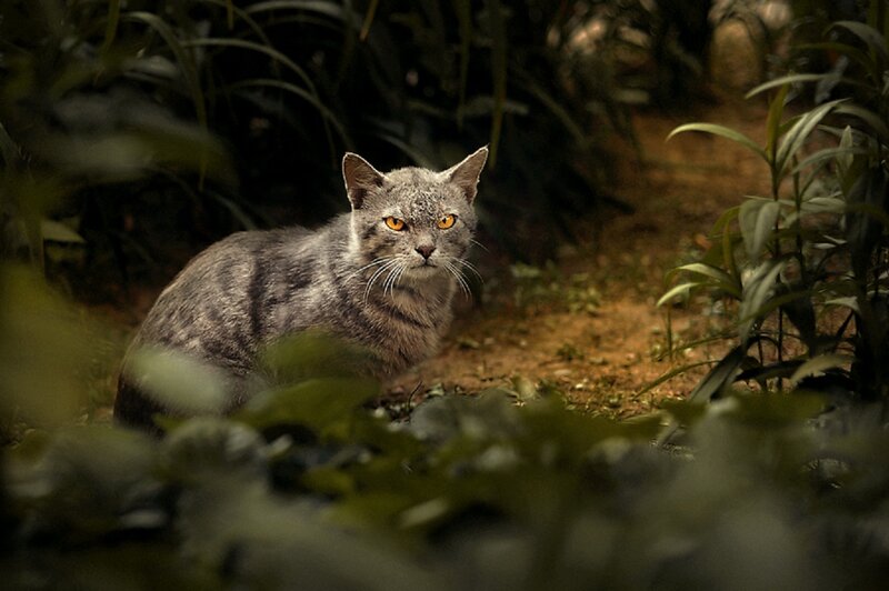 Gray Tabby Cat — Alert, Photograph, Plants