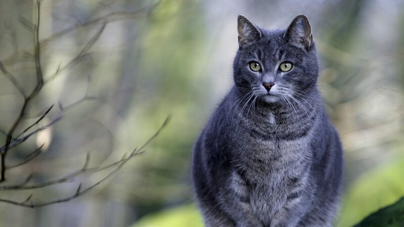 Gray Tabby Cat — Alert, Photograph, Trees
