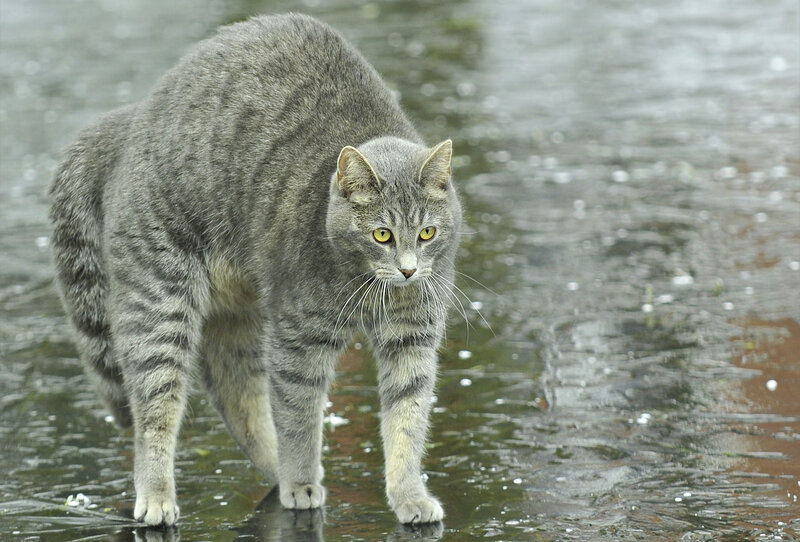 Gray Tabby Cat — Alert, Photograph, Wet Ground