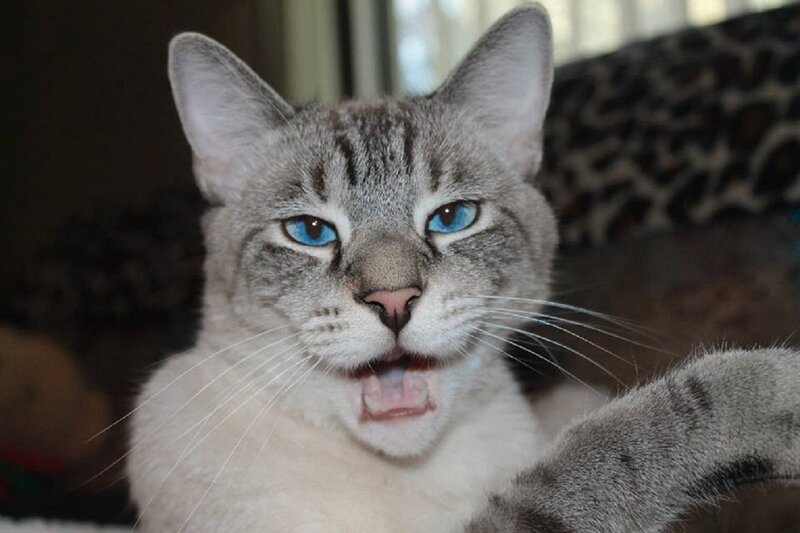 Gray Tabby Cat — Alert, Photograph, Whiskers, Couch