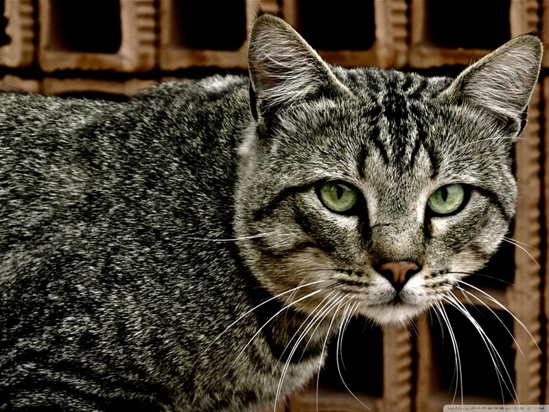 Gray Tabby Cat — Alert, Photograph, Whiskers, Green Eyes