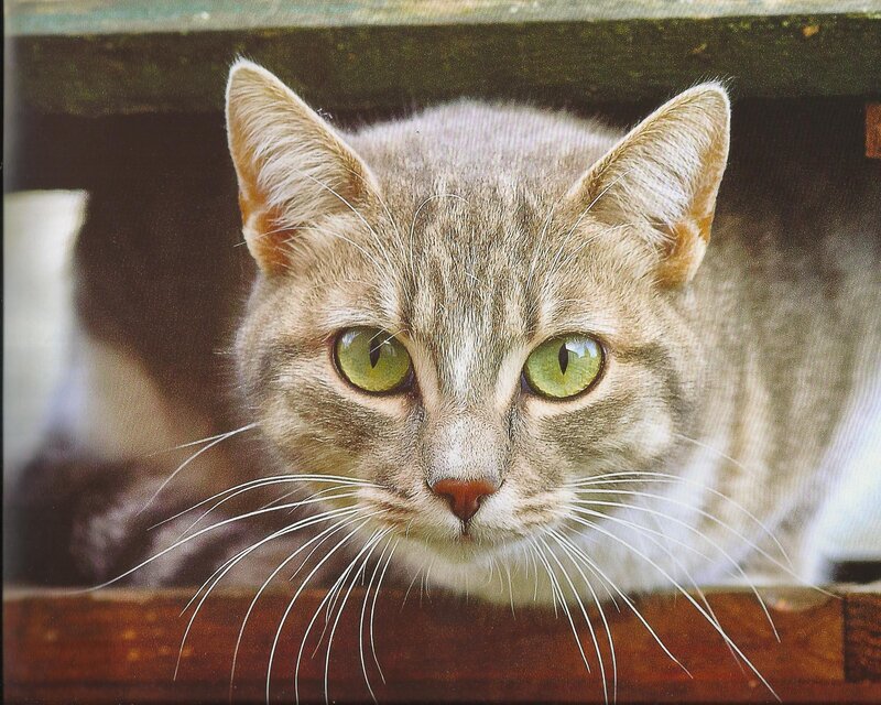 Gray Tabby Cat — Alert, Photograph, Whiskers