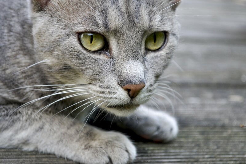 Gray Tabby Cat — Alert, Photograph, Whiskers, Wooden Surface, Green