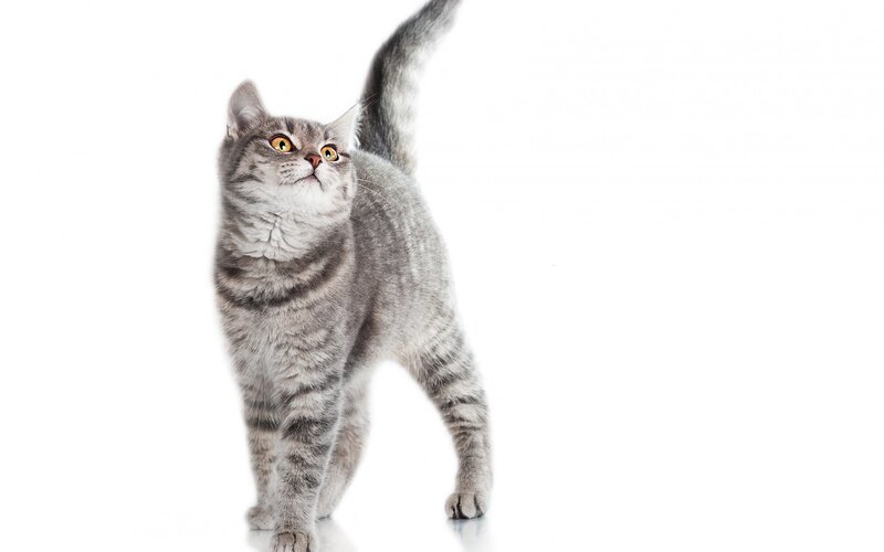 Gray Tabby Cat — Alert, Photograph, White Background