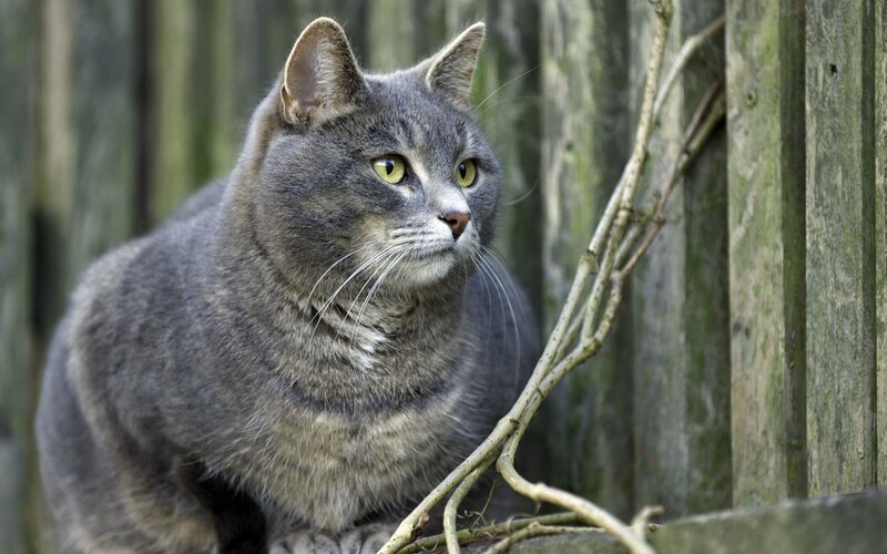 Gray Tabby Cat — Alert, Photograph, Wooden Fence