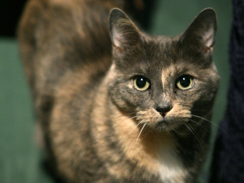 Gray Tabby Cat — Alert
