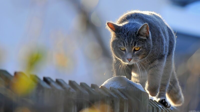 Gray Tabby Cat — Alert, Winter, Photograph, Fence, Snow, Yellow