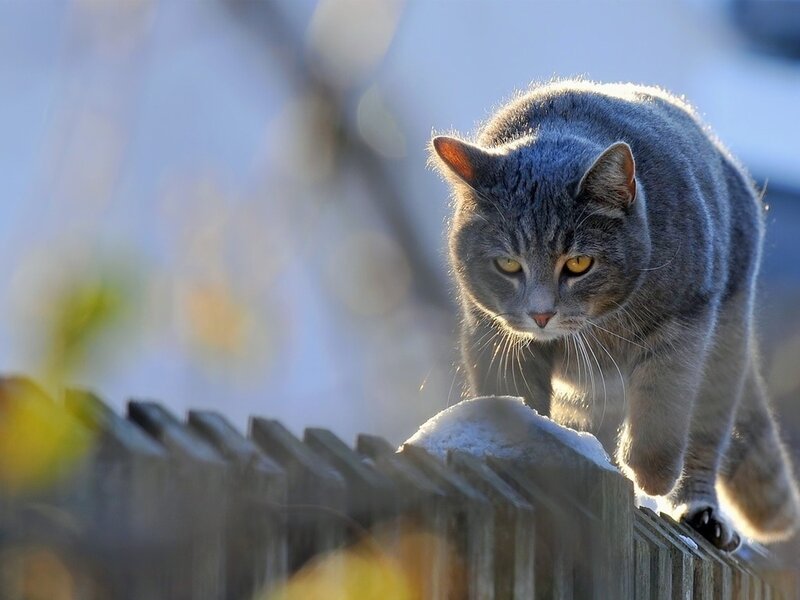 Gray Tabby Cat — Alert, Winter, Photograph