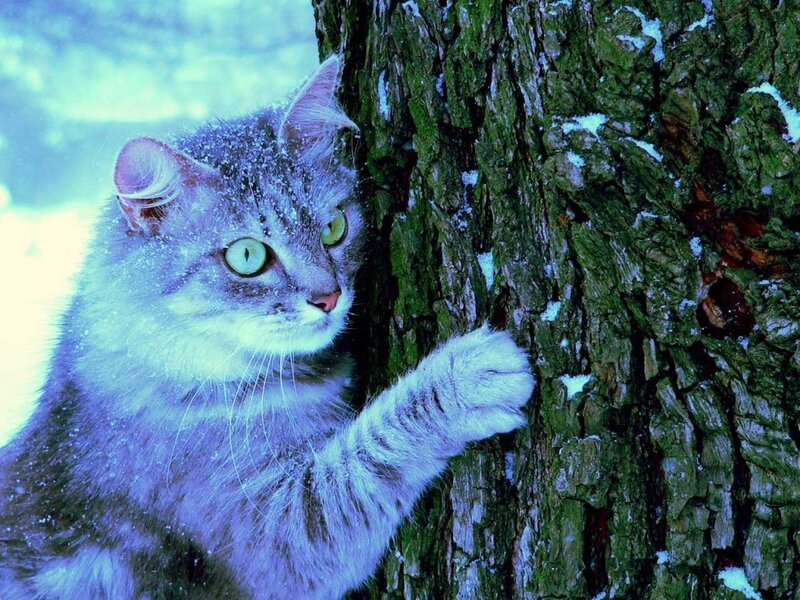 Gray Tabby Cat — Alert, Winter