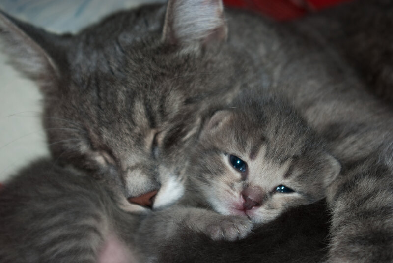 Gray Tabby Cat and Kitten