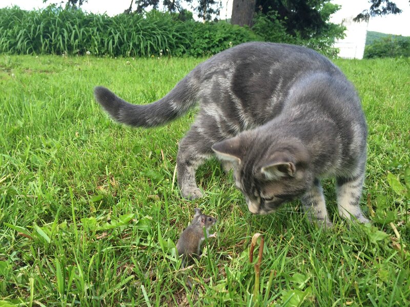 Gray Tabby Cat and Mouse
