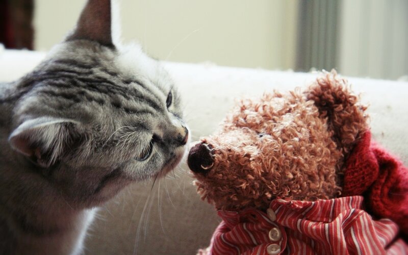 Gray Tabby Cat and Teddy Bear