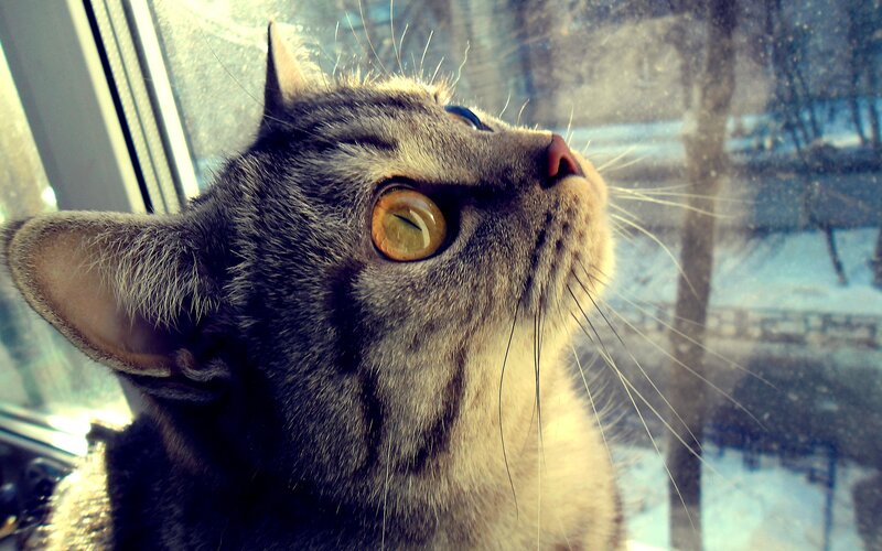 Gray Tabby Cat at Window — Curious