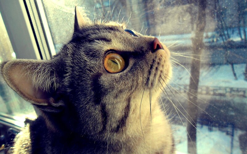 Gray Tabby Cat at Window