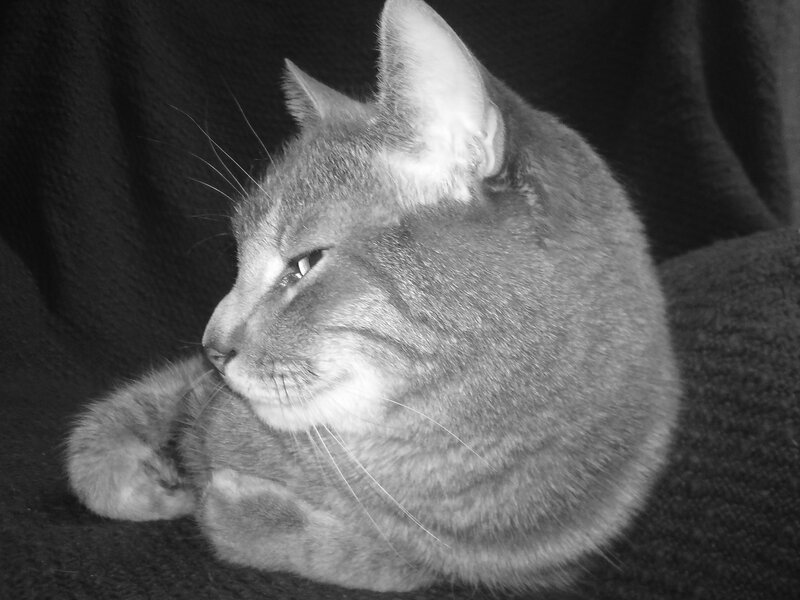 Gray Tabby Cat — Black, Calm, Photograph