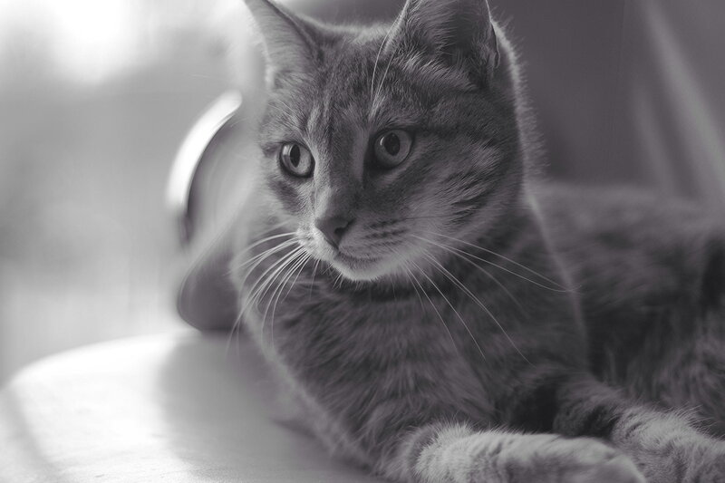 Gray Tabby Cat — Black, Calm