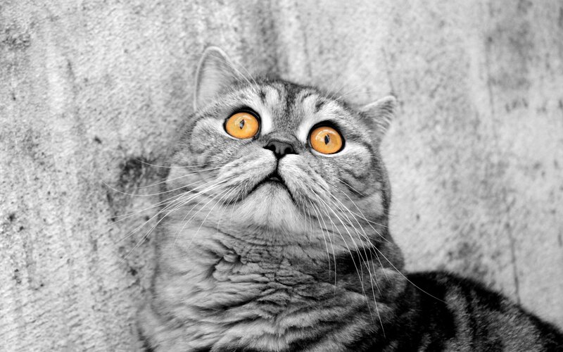 Gray Tabby Cat — Black, Curious, Photograph