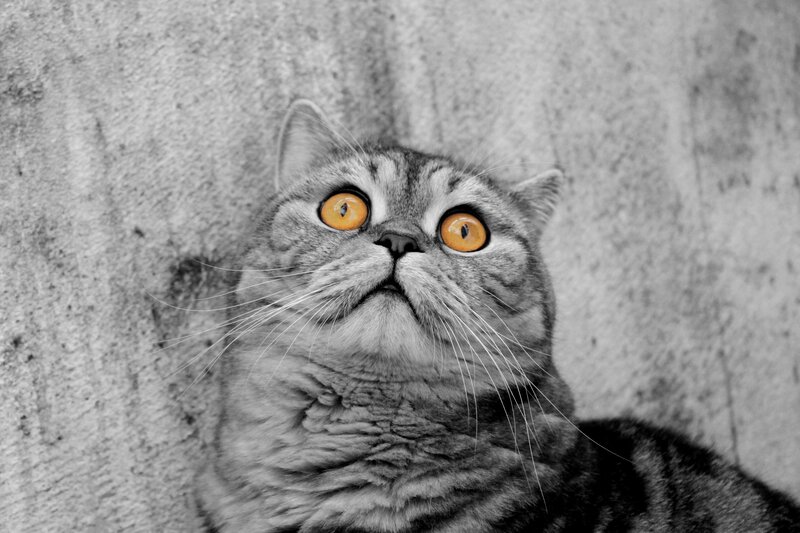 Gray Tabby Cat — Black, Curious