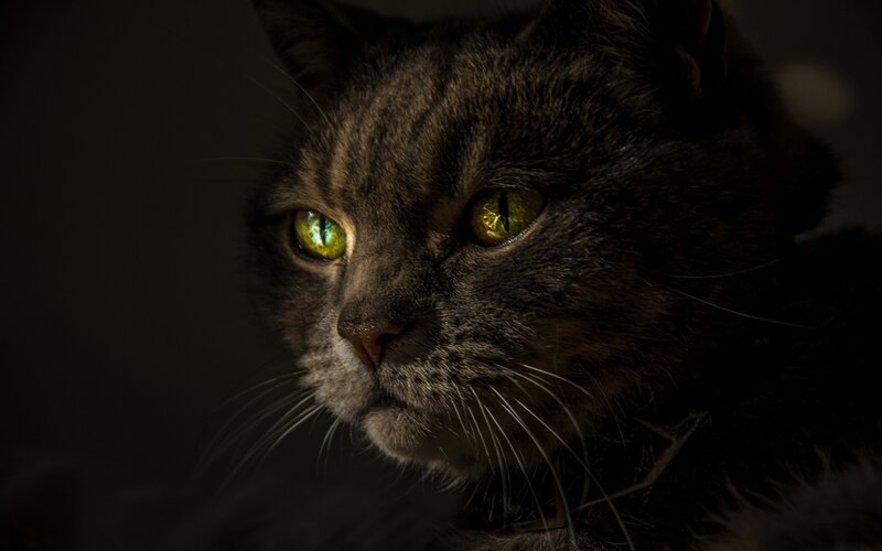 Gray Tabby Cat — Black, Dramatic, Night, Photograph, Eyes