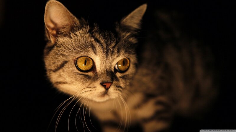 Gray Tabby Cat — Black, Dramatic, Night, Photograph, Eyes, Whiskers