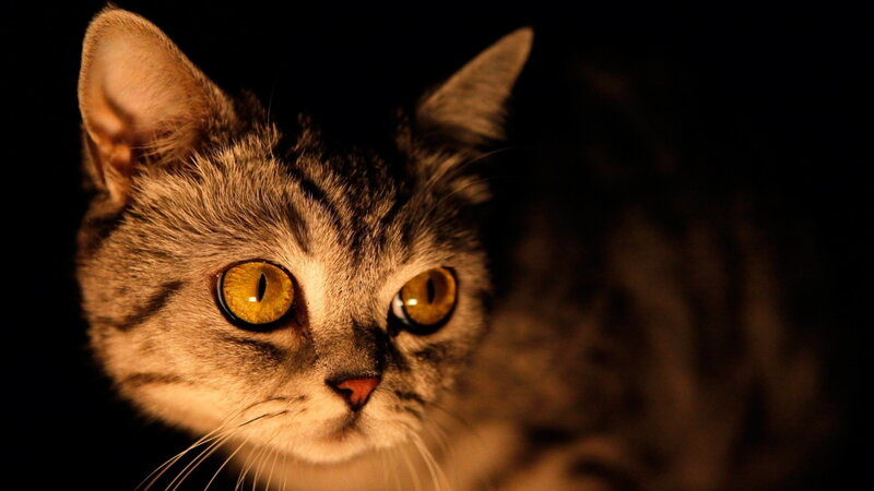 Gray Tabby Cat — Black, Dramatic, Night, Photograph