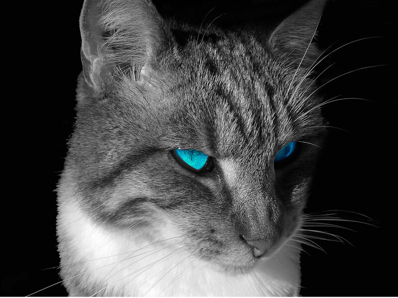 Gray Tabby Cat — Black, Dramatic, Photograph, Eyes