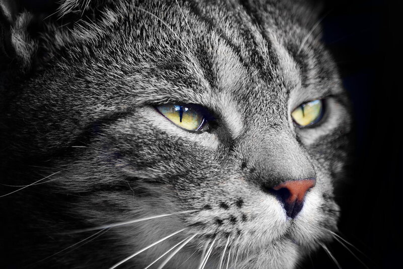 Gray Tabby Cat — Black, Dramatic, Photograph