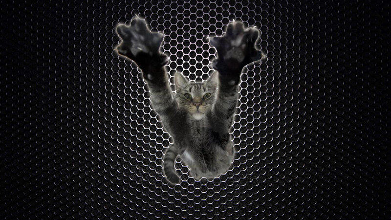 Gray Tabby Cat — Black