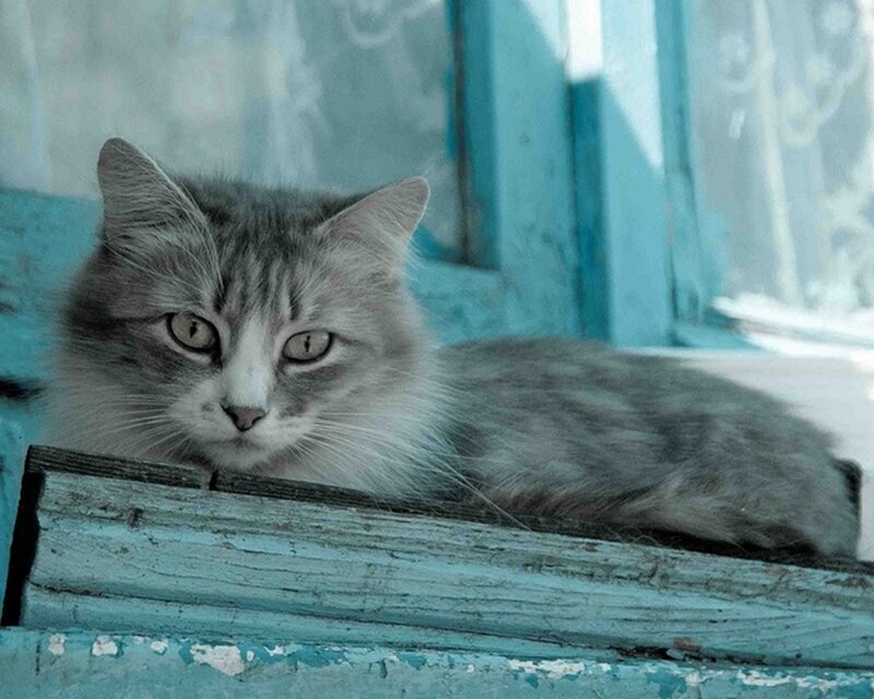 Gray Tabby Cat — Blue, Calm, Photograph