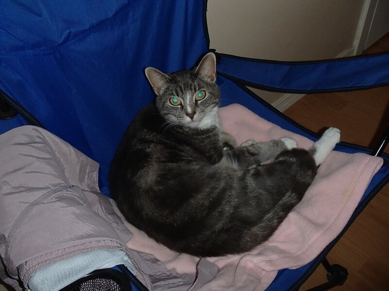 Gray Tabby Cat — Blue, Calm