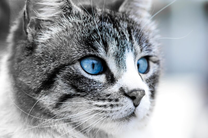 Gray Tabby Cat — Blue, Intense