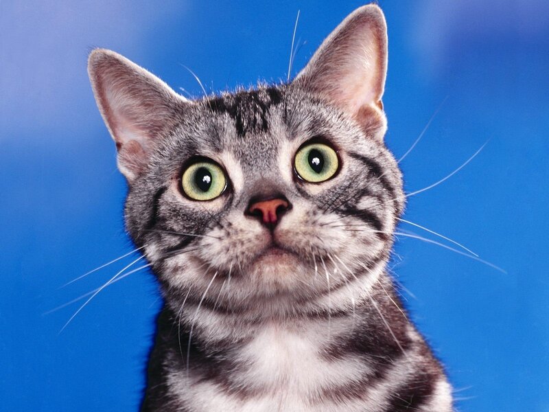 Gray Tabby Cat — Blue, Neutral, Photograph