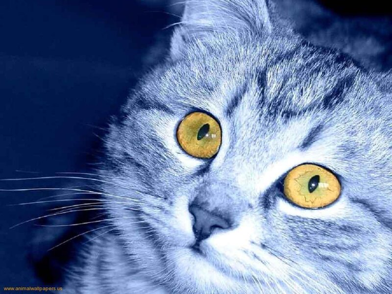 Gray Tabby Cat — Blue