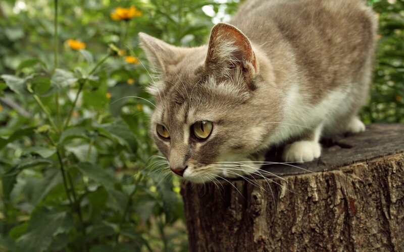 Gray Tabby Cat — Brown, Calm, Afternoon, Photograph, Tree Stump