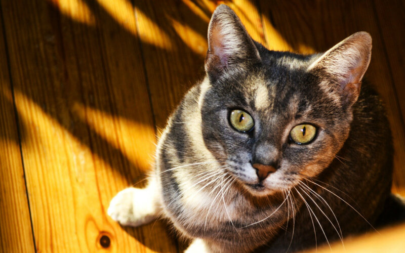 Gray Tabby Cat — Brown, Calm, Afternoon, Photograph, Wood Floor, Sunlight