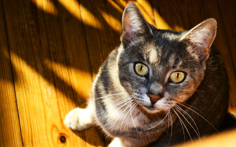 Gray Tabby Cat — Brown, Calm, Afternoon, Photograph, Wood Floor