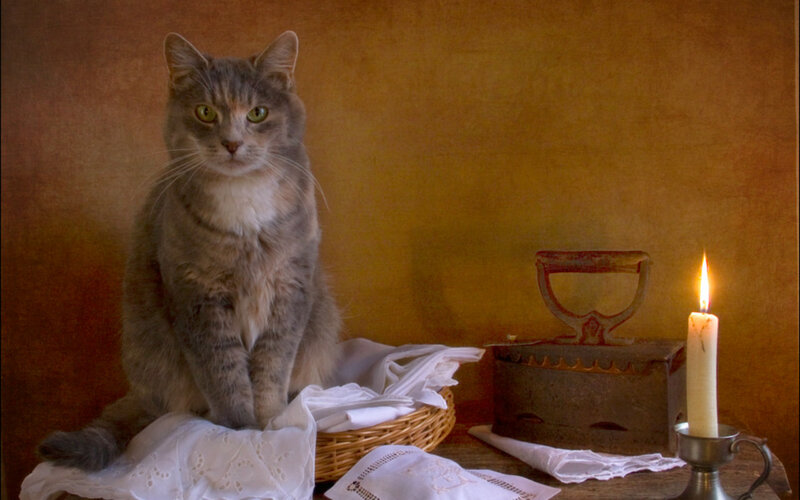 Gray Tabby Cat — Brown, Calm, Night