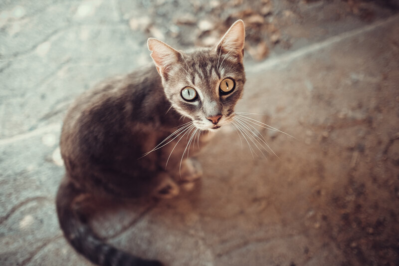 Gray Tabby Cat — Brown, Calm, Photograph, Ground