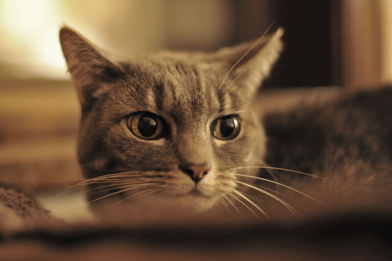 Gray Tabby Cat — Brown, Calm, Photograph