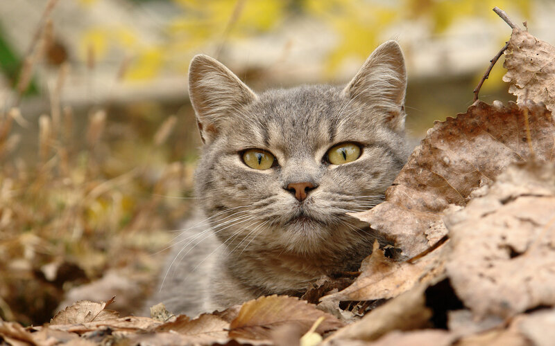 Gray Tabby Cat — Brown, Calm