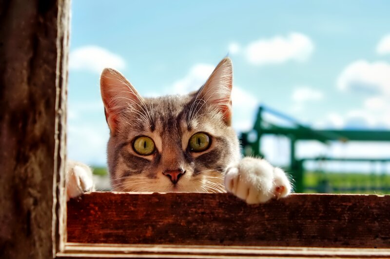 Gray Tabby Cat — Brown, Curious, Afternoon