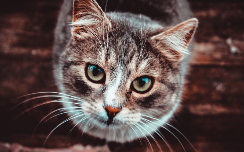 Gray Tabby Cat — Brown, Intense