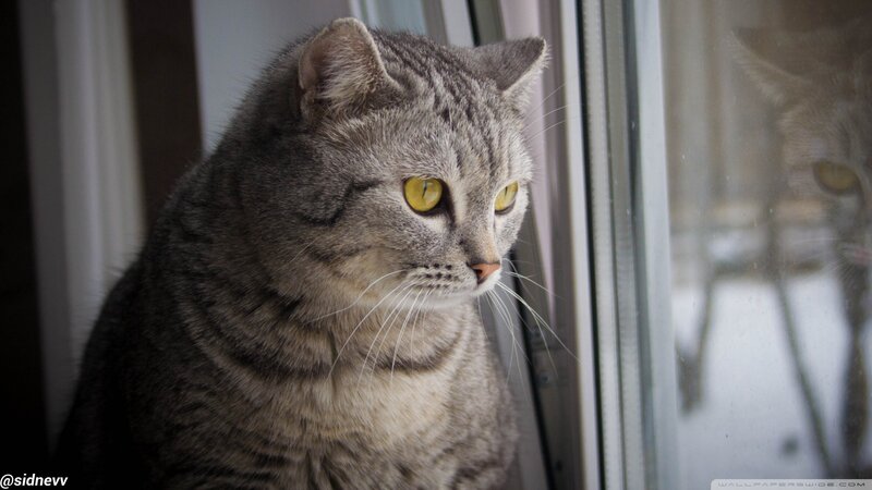 gray tabby cat by window