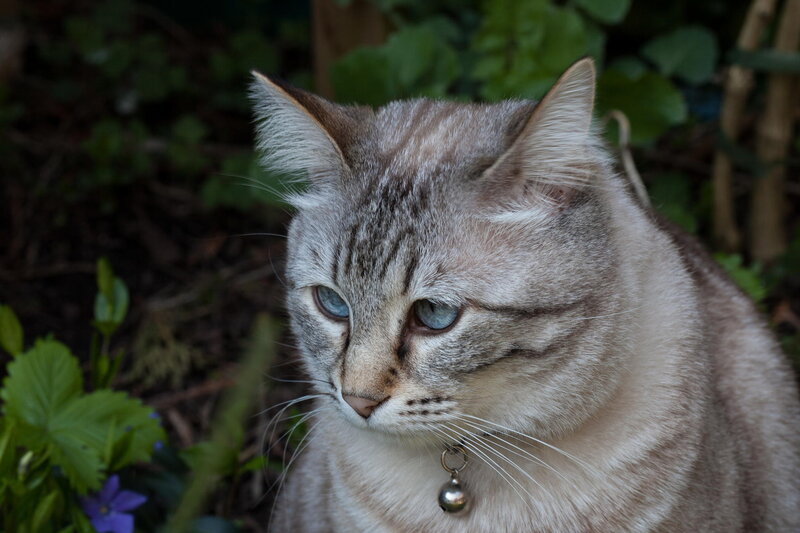 Gray Tabby Cat — Calm, Afternoon, Photograph, Bell Collar