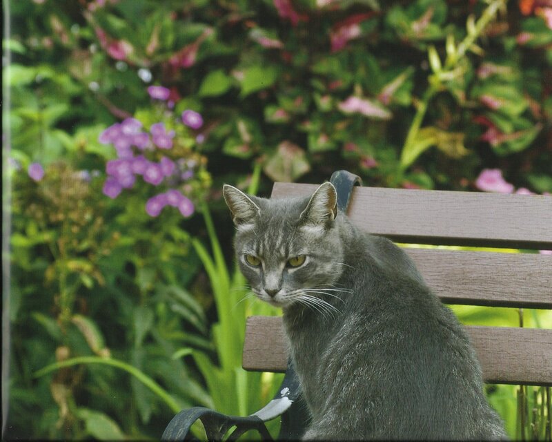 Gray Tabby Cat — Calm, Afternoon, Photograph, Bench